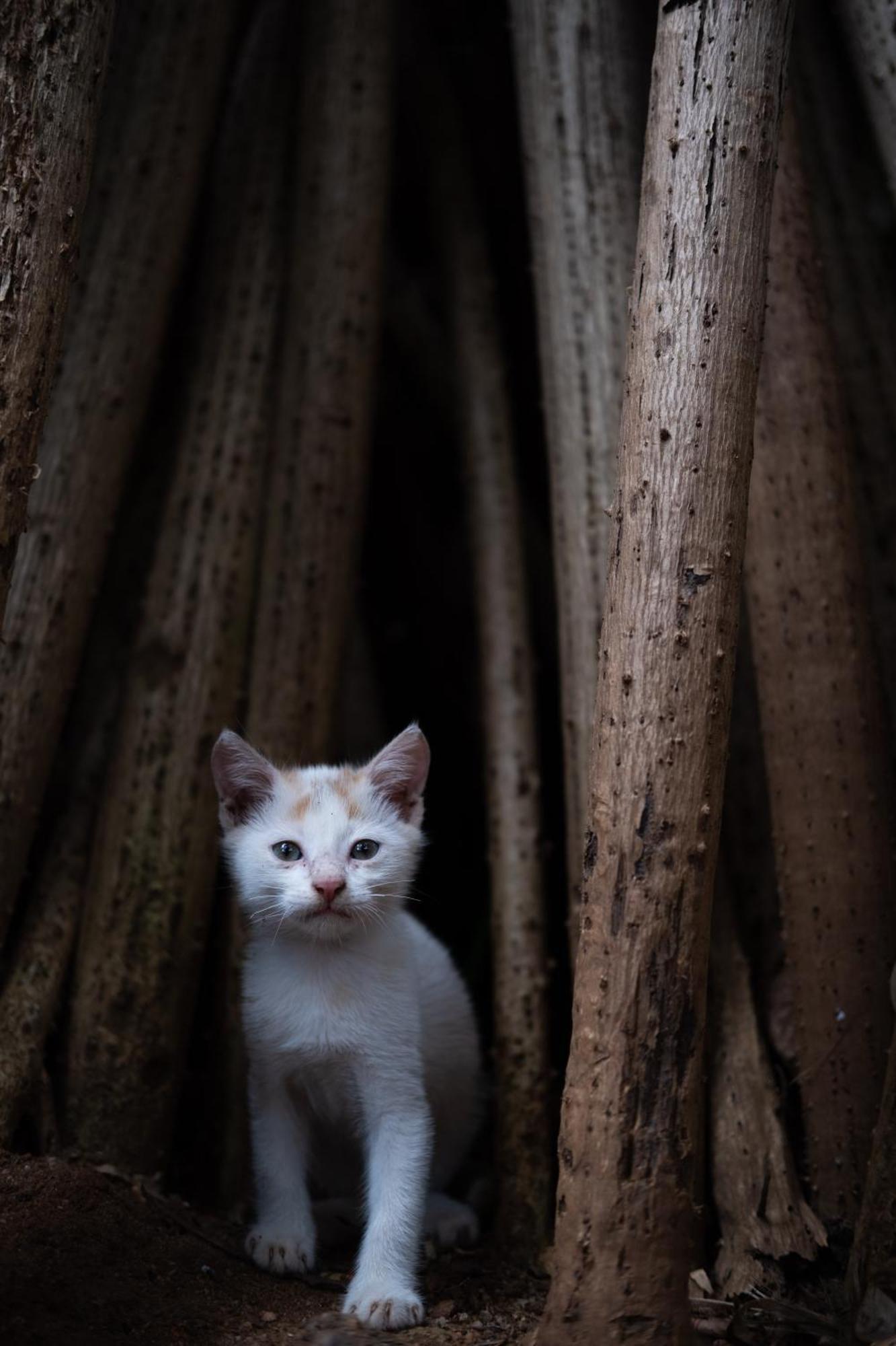 Alass Ga For Pets Lovers Trincomalee Kültér fotó