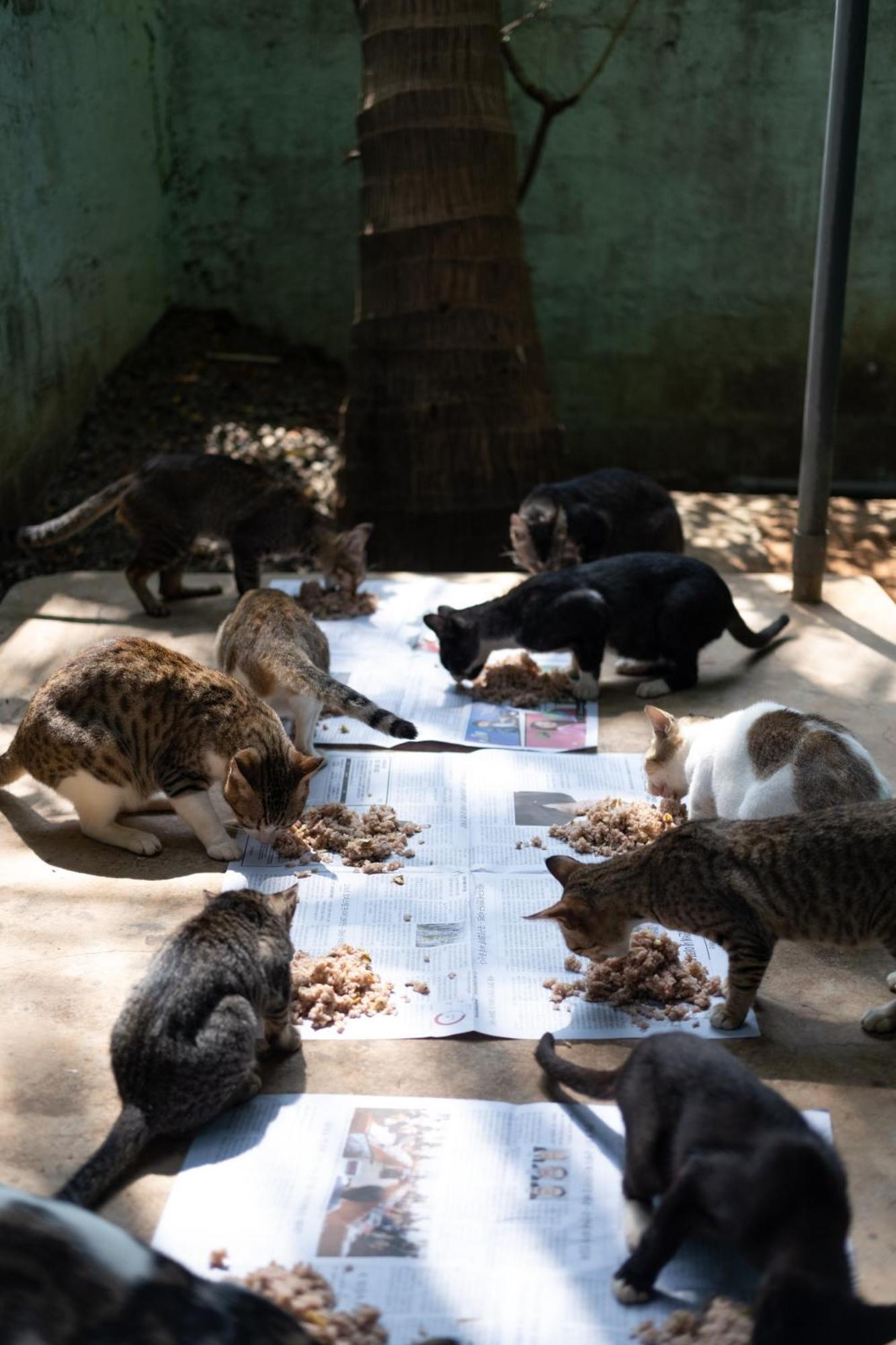 Alass Ga For Pets Lovers Trincomalee Kültér fotó