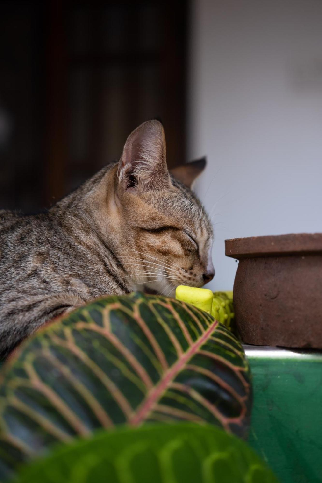 Alass Ga For Pets Lovers Trincomalee Kültér fotó