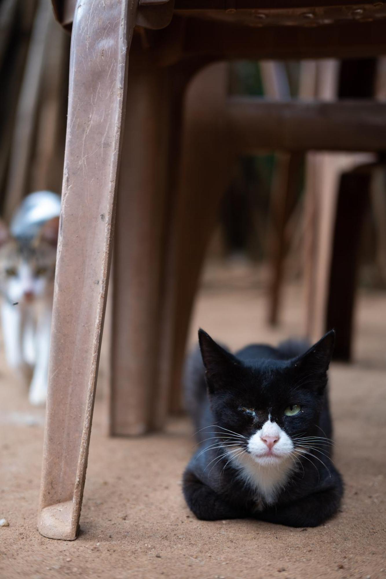 Alass Ga For Pets Lovers Trincomalee Kültér fotó