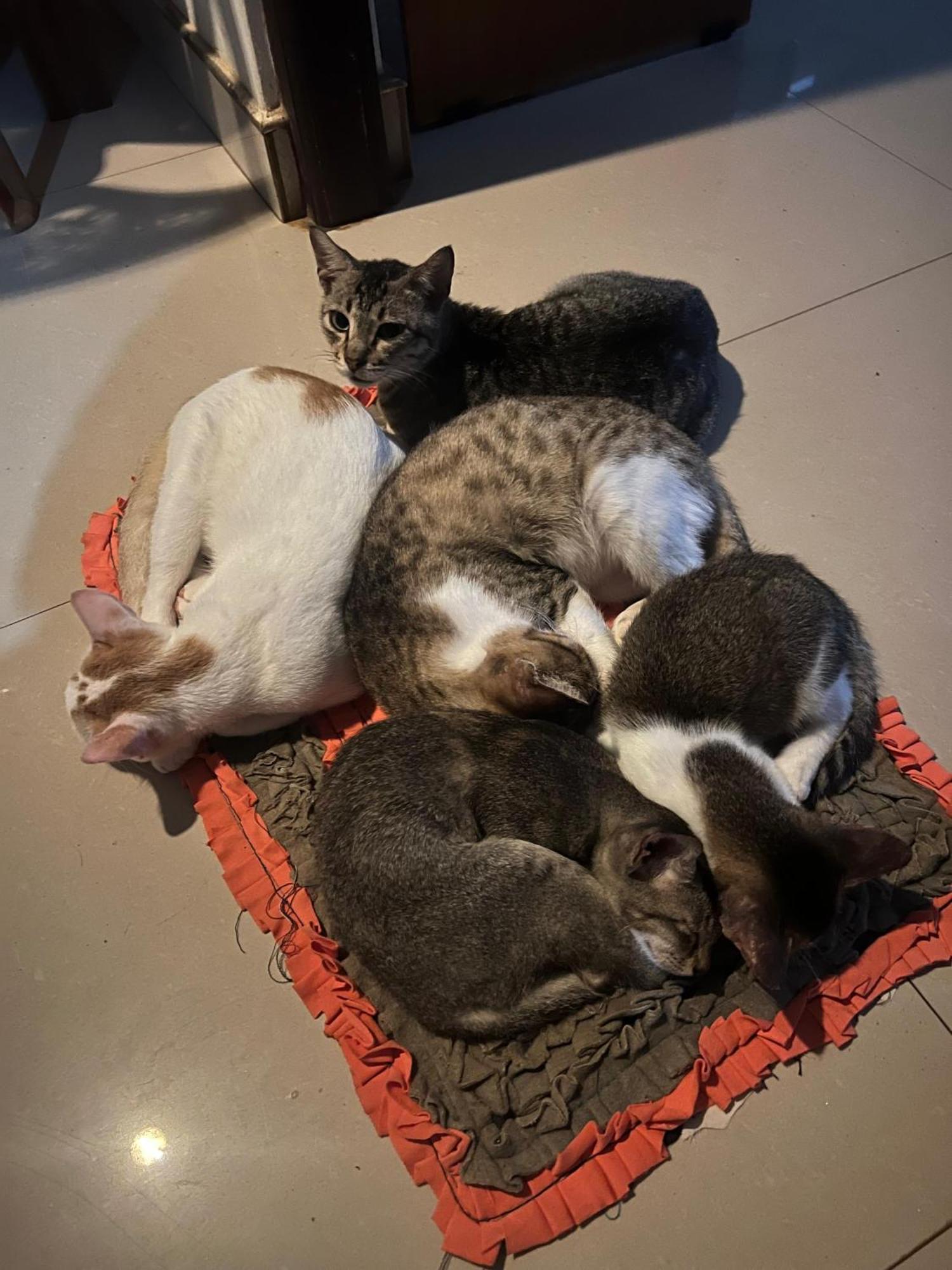 Alass Ga For Pets Lovers Trincomalee Kültér fotó