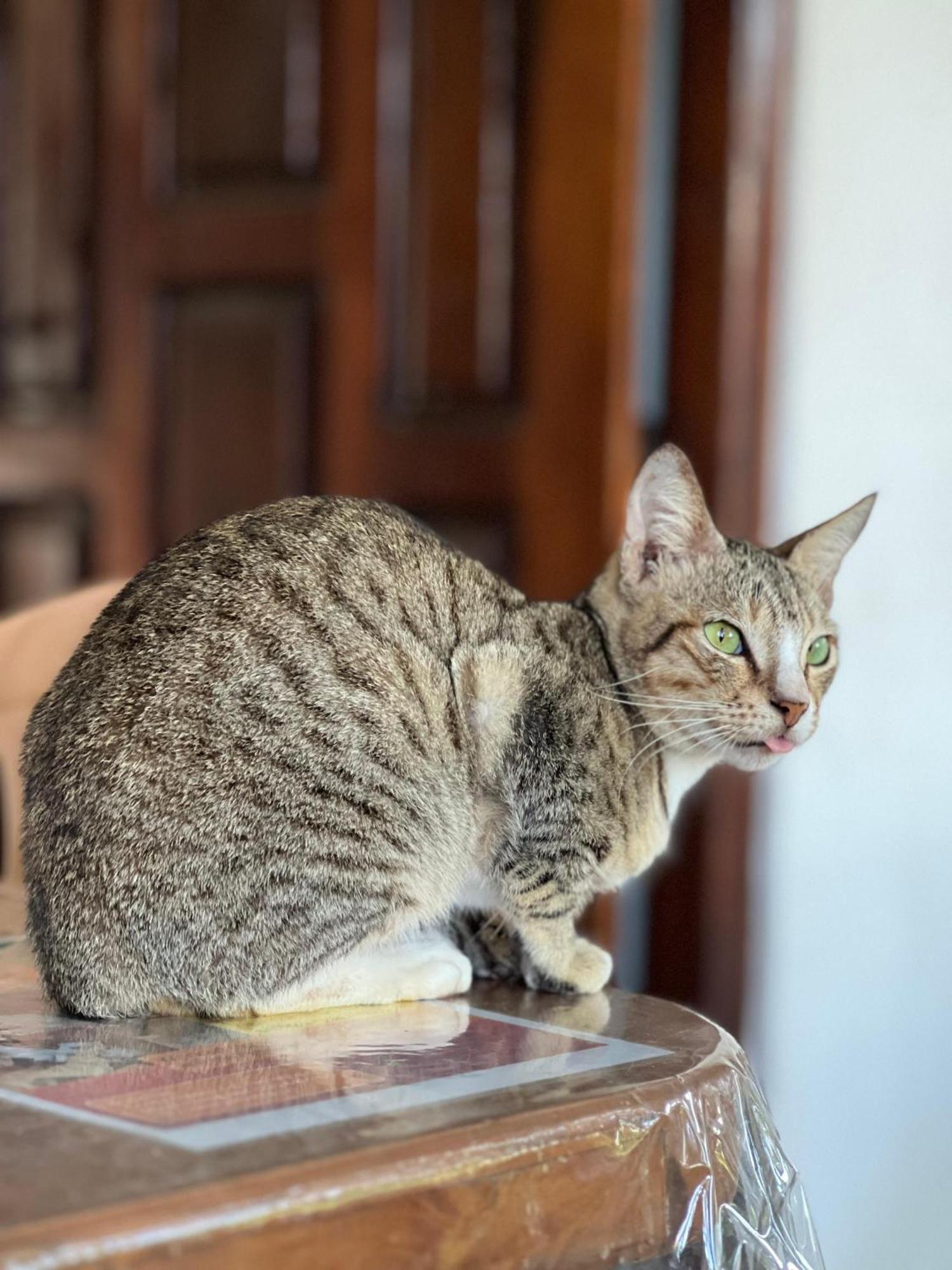 Alass Ga For Pets Lovers Trincomalee Kültér fotó