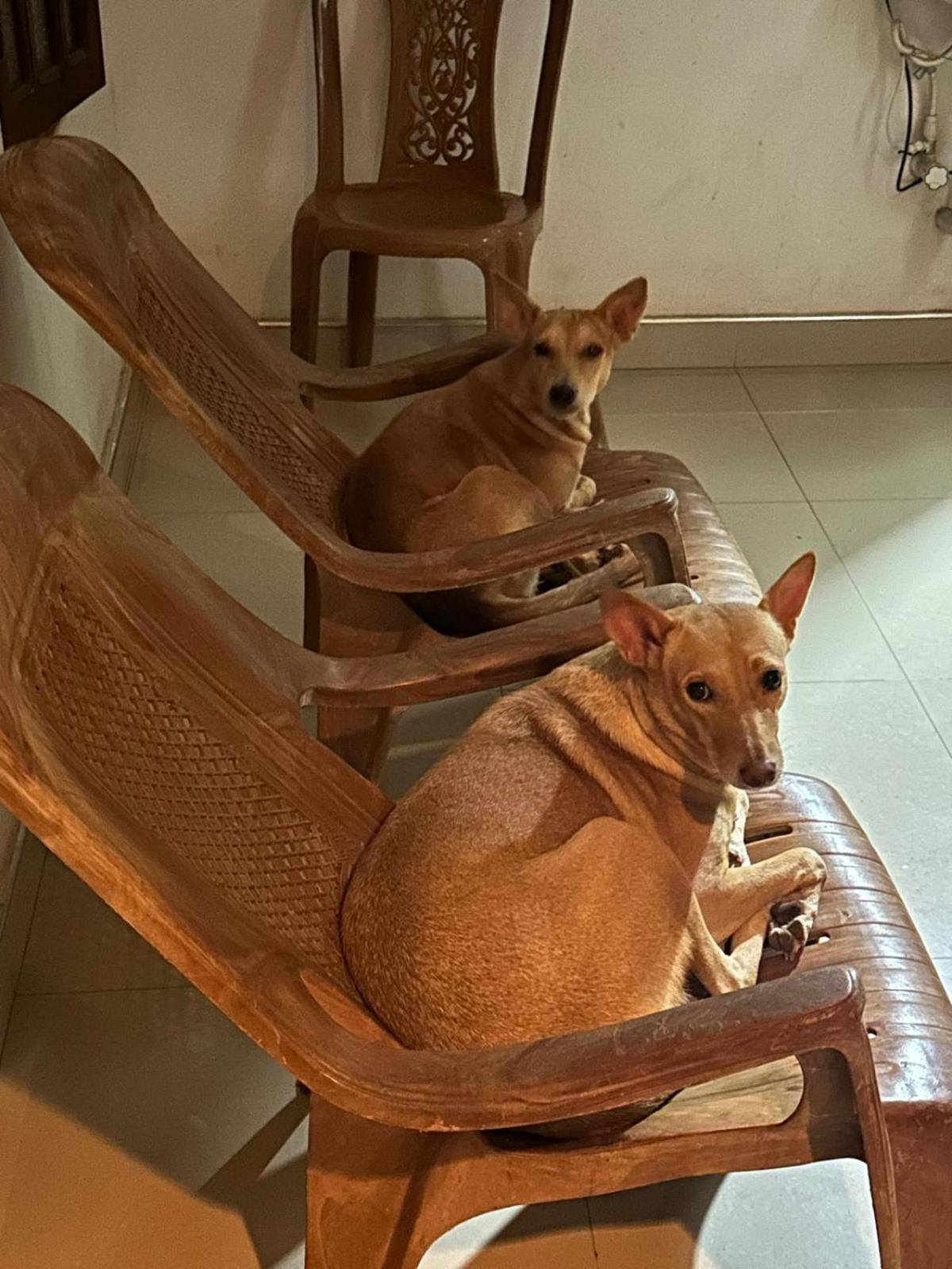 Alass Ga For Pets Lovers Trincomalee Kültér fotó