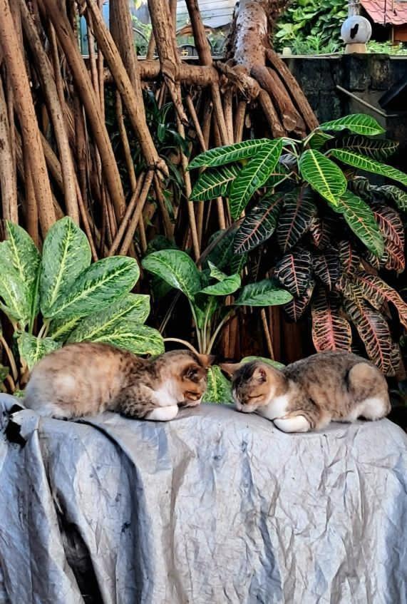 Alass Ga For Pets Lovers Trincomalee Kültér fotó