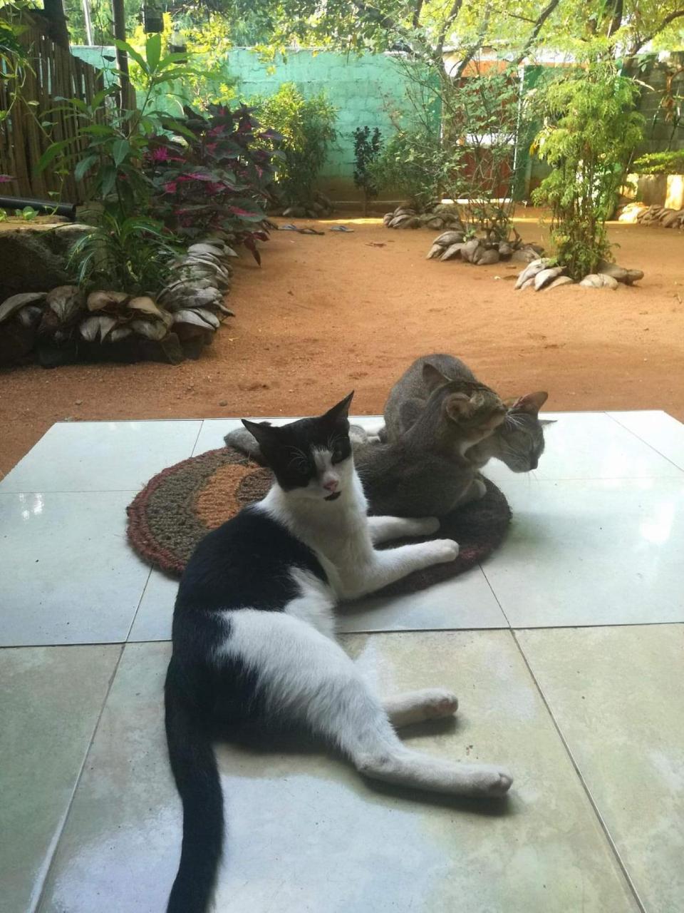 Alass Ga For Pets Lovers Trincomalee Kültér fotó